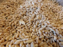 Grains de blé transférés dans la vanne bidirectionnelle EGRETIER